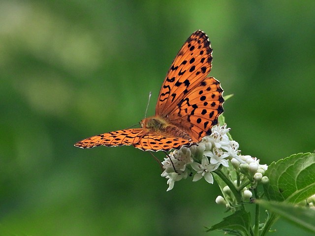 Nacré de la ronce, brenthis daphne