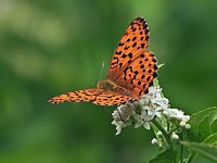 Nacré de la ronce, brenthis daphne