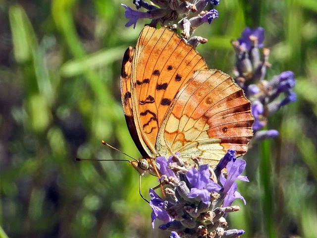 Nacrs de la sanguisorbe, grande violette