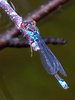 Naïade au corps vert, erythromma viridulum