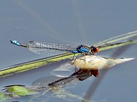 Naïade au corps vert, erythromma viridulum