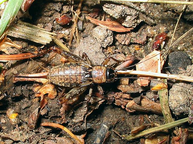 Nemobius, nemobius sylvestris