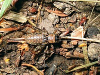 Cherchez le grillon, nemobius sylvestris
