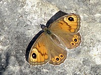 Némusien, lasiommata marea