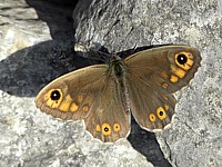 Ariane, lasiommata marea