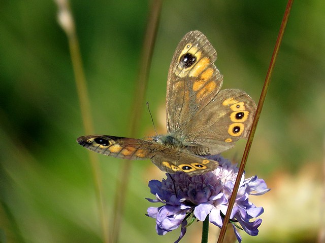 Ariane, lasiommata marea