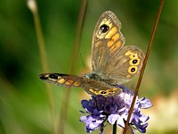 Ariane, lasiommata marea