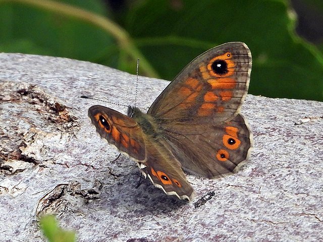 Ariane, lasiommata marea