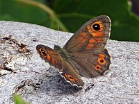 Ariane, lasiommata marea