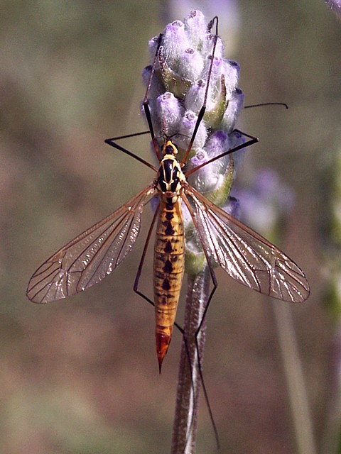 Nephrotome - nephrotoma appendiculata