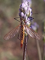 Nephrotome, tipule, nephrotoma appendiculata