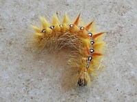Chenille de la noctuelle de l'érable
