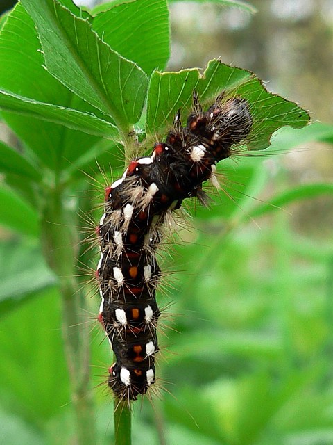 Noctuelle de la patience