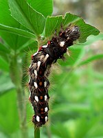 Chenille de la noctuelle de la patience