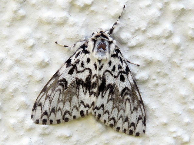 Nonne, lymantria monacha