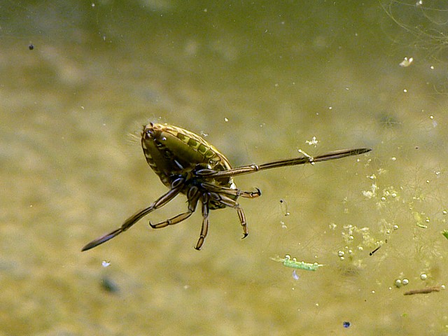 Notonecte glauque, notonecta glauca