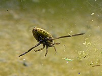 Notonecte glauque, notonecta glauca