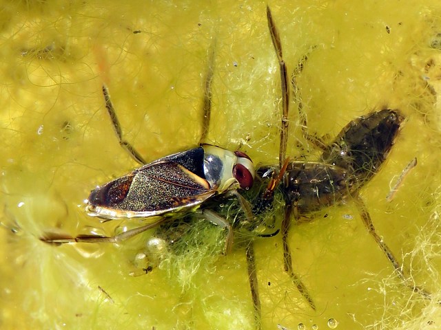 Notonecte glauque