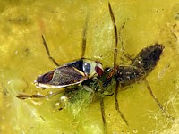 Notonecte glauque, notonecta glauca
