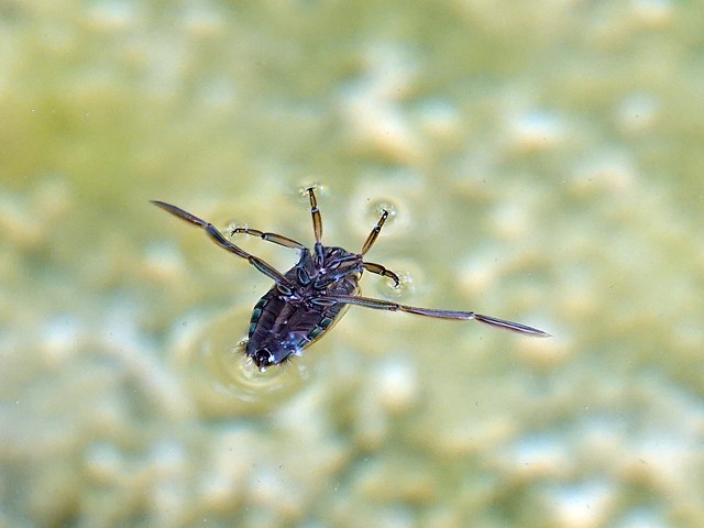 Notonecte glauque, notonecta glauca