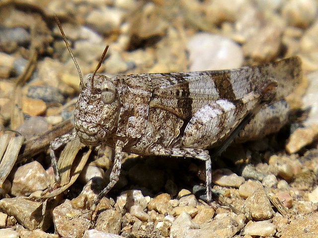 Oedipode rouge, oedipodea germanica