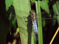 orthétrum réticulé, orthetrum cancellatum
