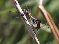Accouplement d'orthétrums articulés