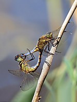 Accouplement d'orthétrums articulés