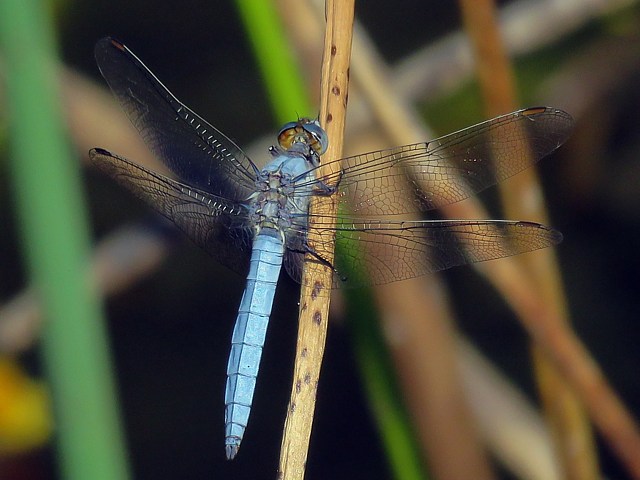Orthtrum brun, anax imperator