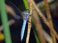 Orthétrum brun, orthetrum brunneum