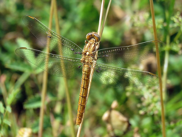 Orthtrum brun, anax imperator