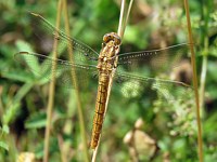 Orthétrum brun, orthetrum brunneum