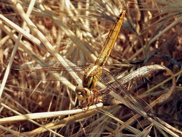 Orthtrum bleuissant, orthetrum coerulescens