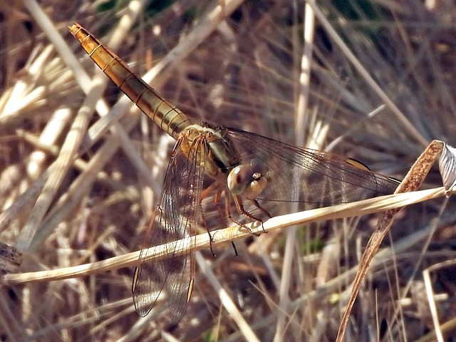 Orthétrum bleuissant, orthetrum coerulescens