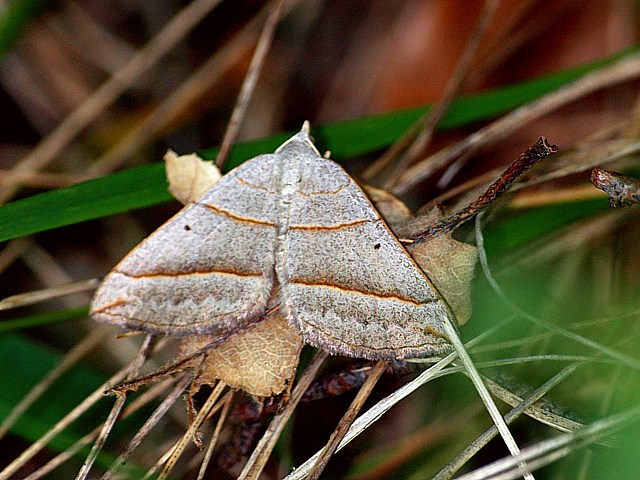 Ortholite plombée, scotopteryx luridata