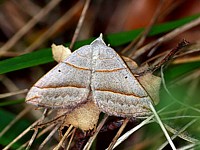 Ortholite plombée, scotopteryx luridata