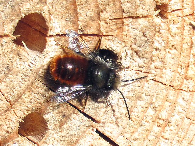 Osmie cornue, osmia cornuta