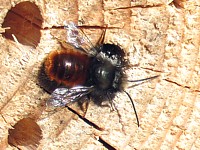 Osmie cornue, osmia cornuta