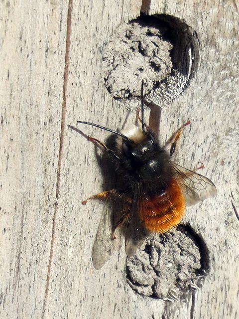 Osmie cornue, osmia cornuta