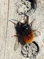 Osmie cornue, osmia cornuta