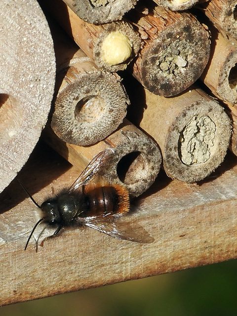 Osmie cornue, osmia cornuta