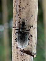otiorhynchus singularis