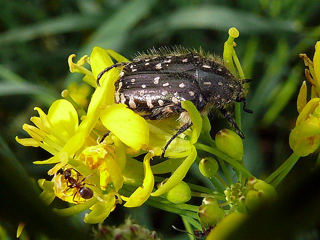 Oxythyrea funesta, oxythyrea funesta
