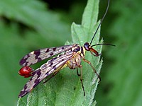 Panorpe, panorpa communis
