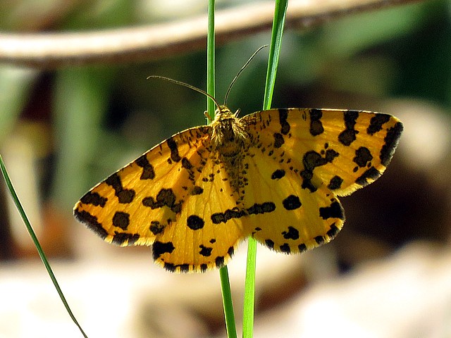 Panthre, pseudopanthera macularia