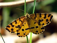 Panthère, pseudopanthera macularia