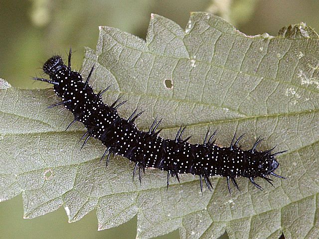 Paon du jour, chenille
