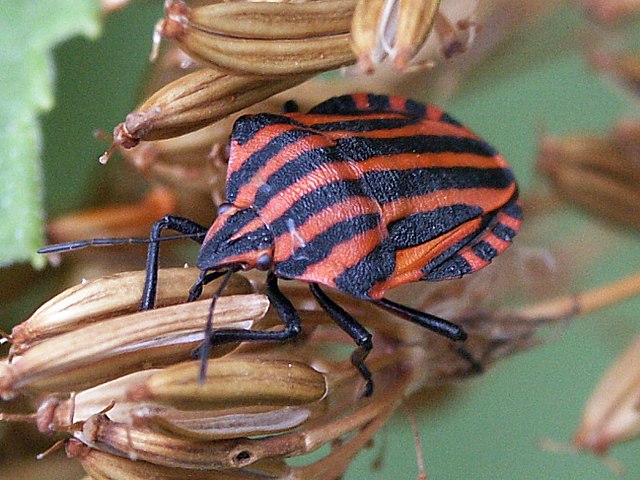 Graphosome d'Italie, graphosoma italicum