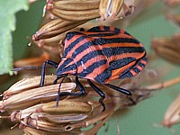 Pentatome rayé, punaise), graphosoma lineatum