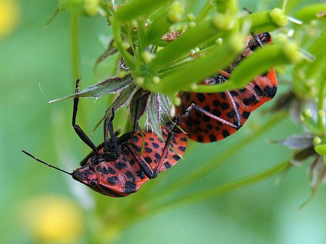 Graphosomes d'Italie, graphosoma italicum